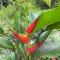 Hospedaje SELVA DE AVES