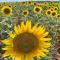 Holiday home Verdon with private pool and view - Artignosc-sur-Verdon