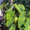 The Cabana - a romantic seaside getaway and garden - Ryde