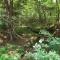 Salmon Creek Cabin - Allegheny National Forest - Marienville