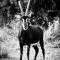 Letamo at Qwabi Private Game Reserve by NEWMARK