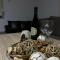 Guest House Tanevi