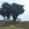 AARRAAMS Farms & Resorts