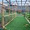 Grandmothers Vegetable garden