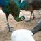 Kenaray Farmstay riverside - Kaeng Krachan