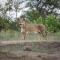 Mohlabetsi Safari Lodge - Balule Game Reserve