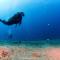La Tortue Diving Resort Dauin