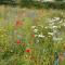 Little Acorn - Luxury shepherd's hut / lodge with private hot tub and garden - Llanfyllin