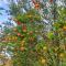 Sittong Kanchenjunga Homestay