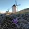 Azafrán Consuegra - Consuegra