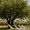 La Bastide Blanche au coeur des vignes Maison MIP - Puyloubier