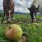 Agroturystyka w Maruszynie