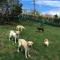 Hakone Gora Guam Dog