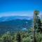 Towering Pines - Crestline