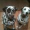 Tantarra Guest House - Pet Friendly