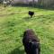 Detached Barn in Tamar Valley, EV charging included