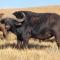 Buffalo Hills Private Game Reserve - Harrismith