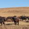 Buffalo Hills Private Game Reserve - Harrismith