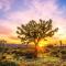 The Desert Nomad Retreat in Joshua Tree Village - Joshua Tree