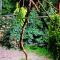 Colibri Traditional Guest house