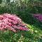 Cloudland Garden Oasis