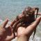 Elia - Studios Amorgos - near the sea