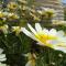 Elia - Studios Amorgos - near the sea