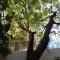 The Neem