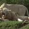 Pumba Private Game Reserve - Грейамстаун