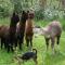 Tinui Food Forest Cottage - Whareama