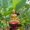 bucu hidden guest house, and meditation center - 帕洋安