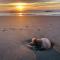 Luxury 2 beds 2 bath Ocean Front Condo
