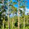 Melbourne Topview Villa in Dandenong ranges near Skyhigh - 卡洛拉马