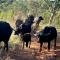 Moletani Game Ranch - Atoom