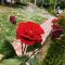 Etno Guest House Gorski car