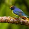 Birds & Breakfast Costa Rica