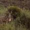 Wildehondekloof Game Lodge