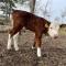 JZ Guest Ranch - Dobiegniew