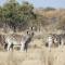 Rooikats Rest on Kwaggasdrift Conservancy - Cullinan