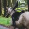 Foresters Retreat Glamping - Dinas View - Vaccinated dogs over the age of 2 are accepted