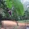 Baansuan Suksangob Farm Stay