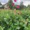 Apartament Blumenblick