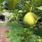 Olive Branch Cottage off grid