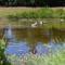 Little Creek - Lodges in het natuurgebied