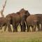 Red Earth Kabini