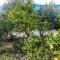 Lemon tree
