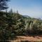 Cedar Scent Guesthouse