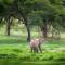 Baobab Tented Camp - Kwa Kuchinia