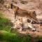 Baobab Tented Camp - Kwa Kuchinia