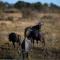 Nedile Lodge - Welgevonden Game Reserve